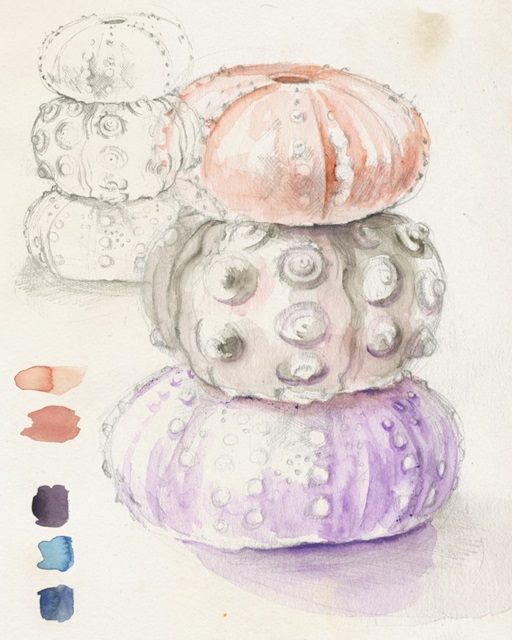 Sea Urchin Sketches I