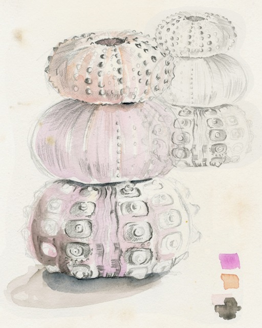 Sea Urchin Sketches II