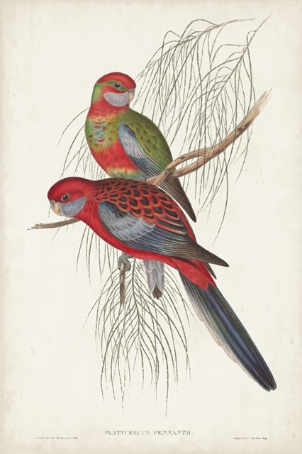 Tropical Parrots III