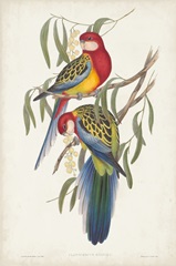 Tropical Parrots IV
