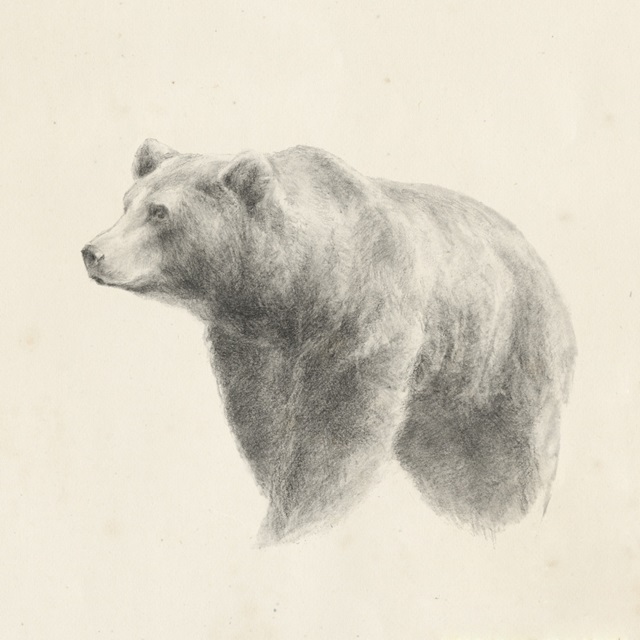 Western Bear Study