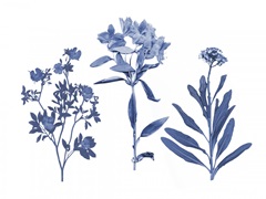 Indigo Pressed Florals II