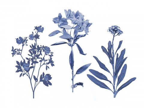 Indigo Pressed Florals II