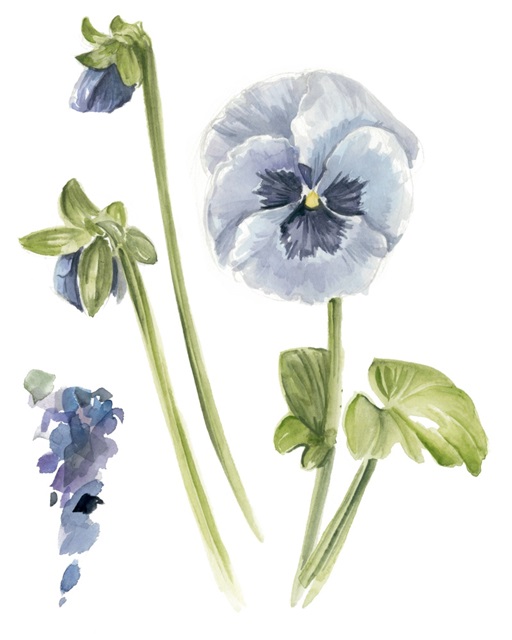 Pansy Study I