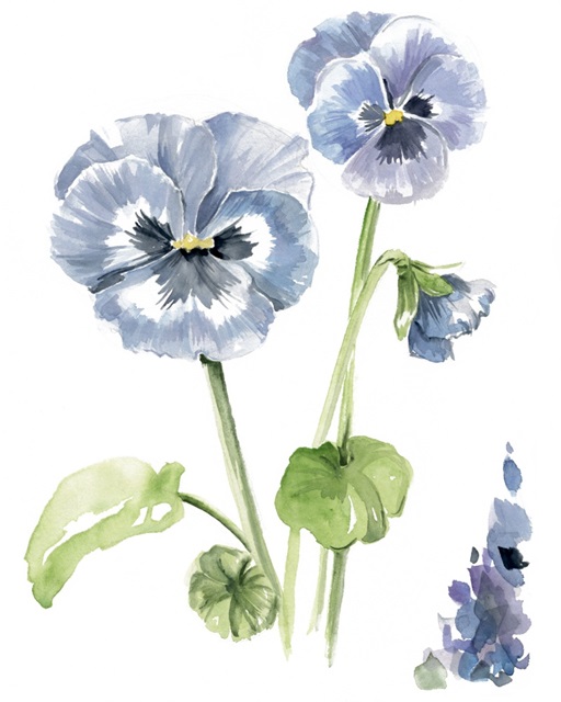 Pansy Study II