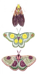 Moth Fairies I