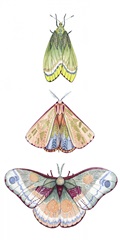 Moth Fairies II