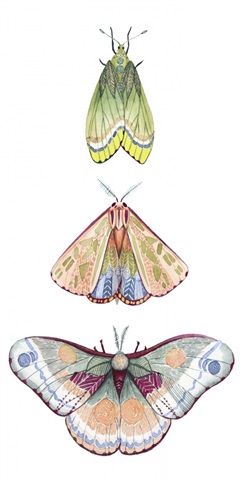 Moth Fairies II