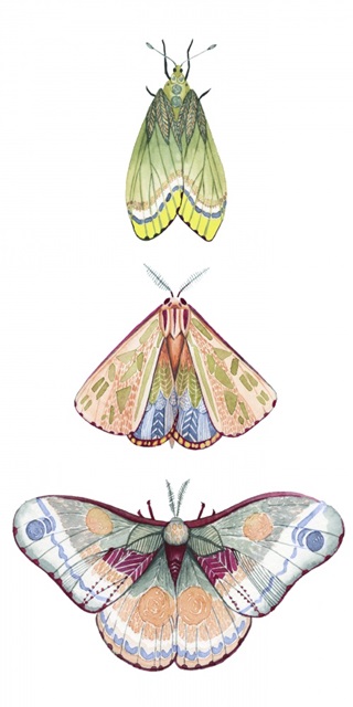 Moth Fairies II
