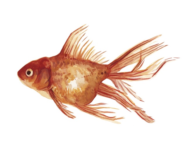 Ornamental Goldfish I