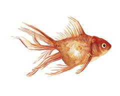 Ornamental Goldfish II