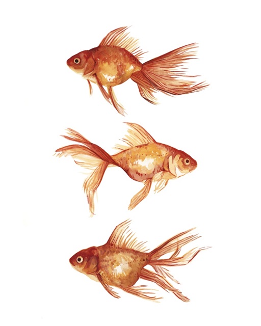 Ornamental Goldfish III