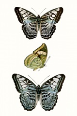 Butterfly Specimen I