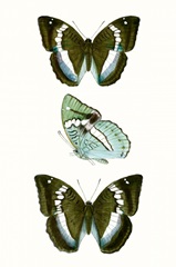 Butterfly Specimen II