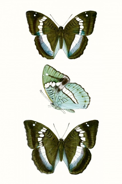Butterfly Specimen II