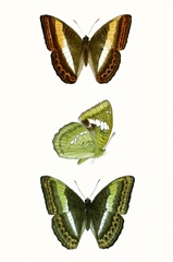 Butterfly Specimen III