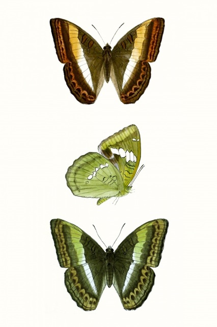Butterfly Specimen III
