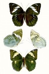 Butterfly Specimen IV