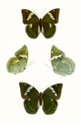 Butterfly Specimen V