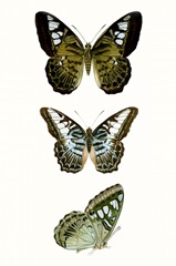 Butterfly Specimen VI