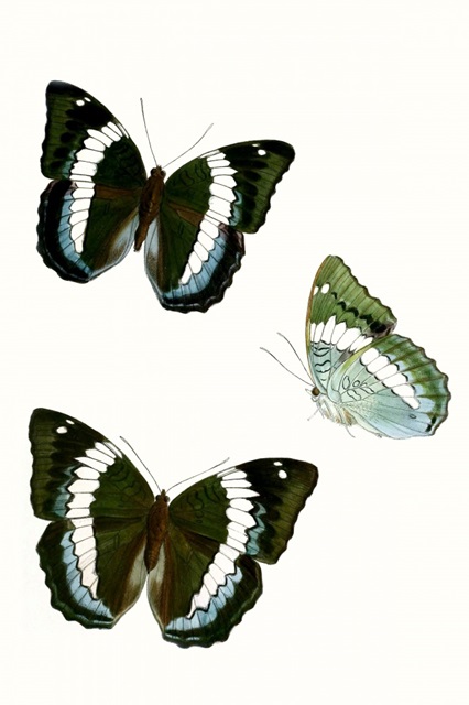 Butterfly Specimen VIII