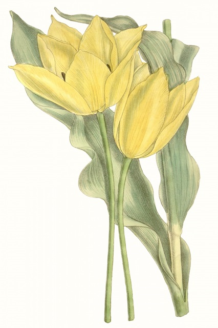 Curtis Tulips II