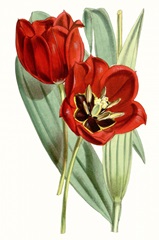 Curtis Tulips V