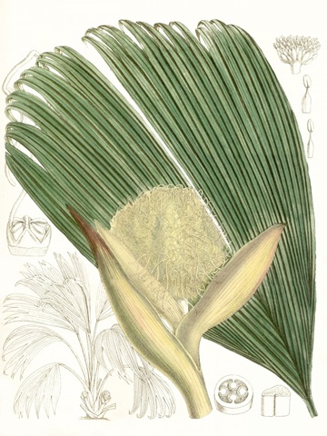 Palm Melange II
