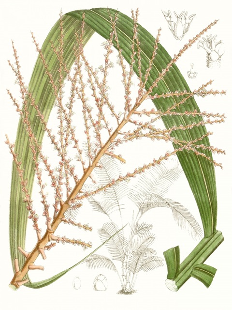 Palm Melange VII