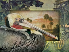 Pelican Paradise I