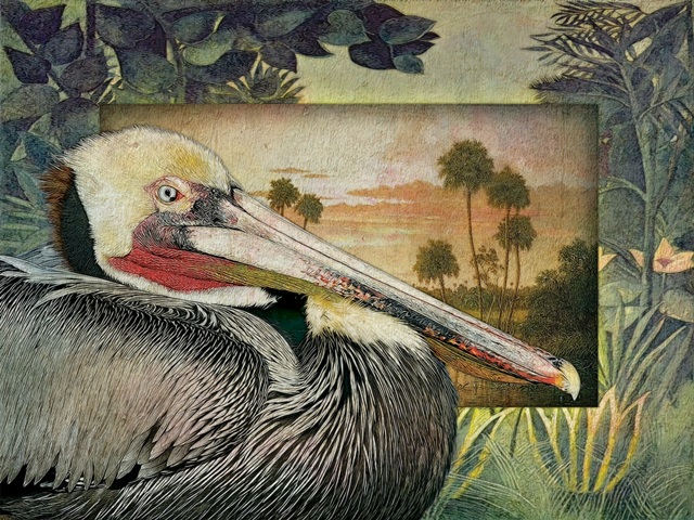 Pelican Paradise I