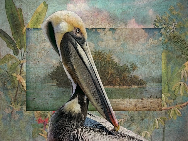 Pelican Paradise II