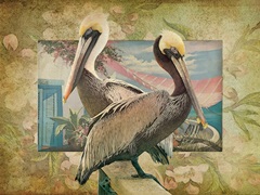 Pelican Paradise IV