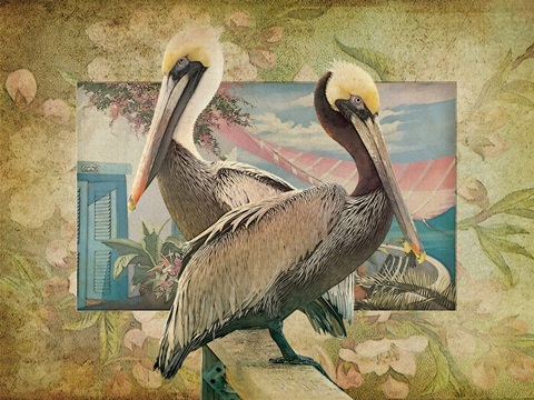 Pelican Paradise IV