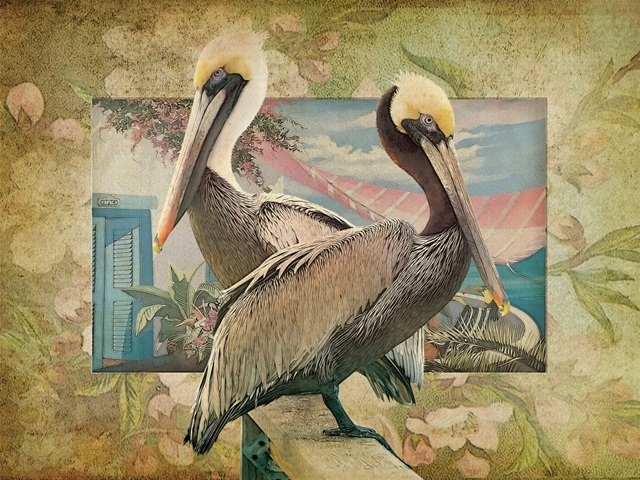 Pelican Paradise IV