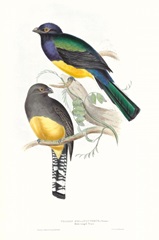 Tropical Trogons II