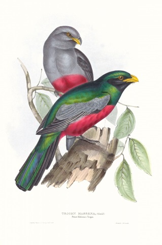 Tropical Trogons III