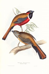 Tropical Trogons IV