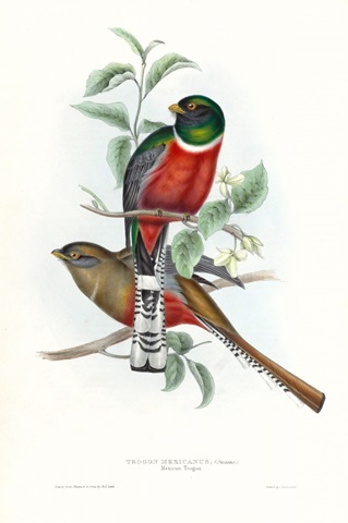 Tropical Trogons V