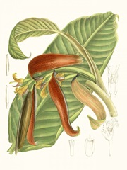 Tropical Variety VIII