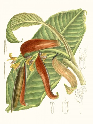 Tropical Variety VIII