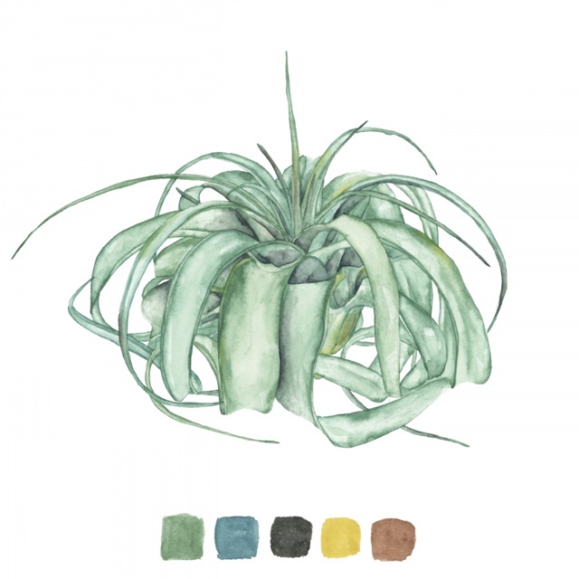 Air Plant Study I