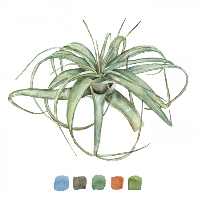 Air Plant Study III