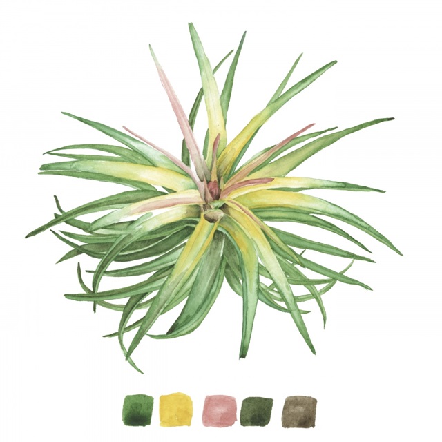 Air Plant Study IV