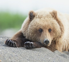 Bear Life IV