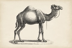 Brodtmann Dromedary