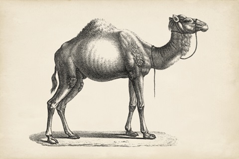 Brodtmann Dromedary