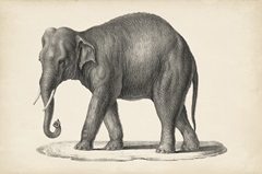Brodtmann Elephant