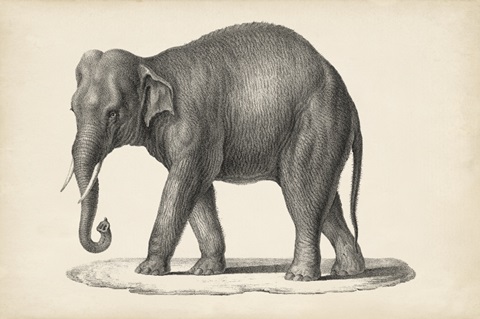 Brodtmann Elephant