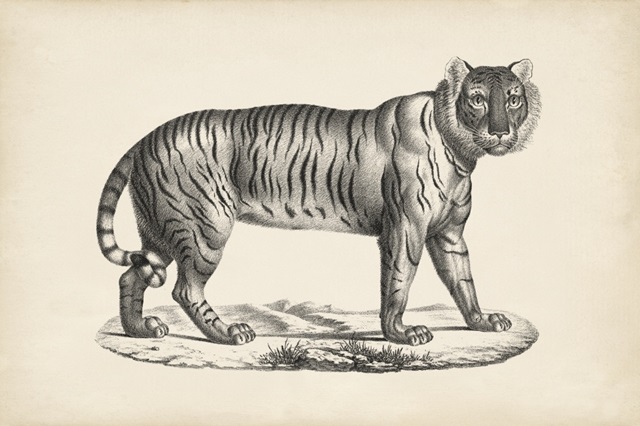 Brodtmann Female Tiger